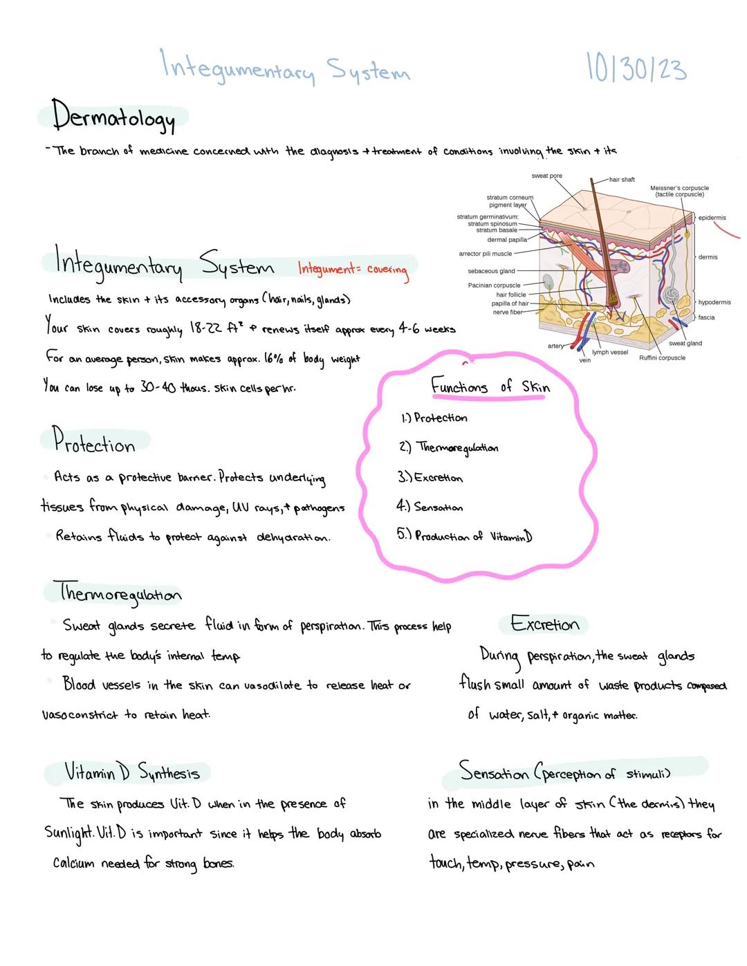 Integumentary System
Dermatology
-The branch of medicine concerned with the diagnosis + treatment of conditions involving the skin + its
Int
