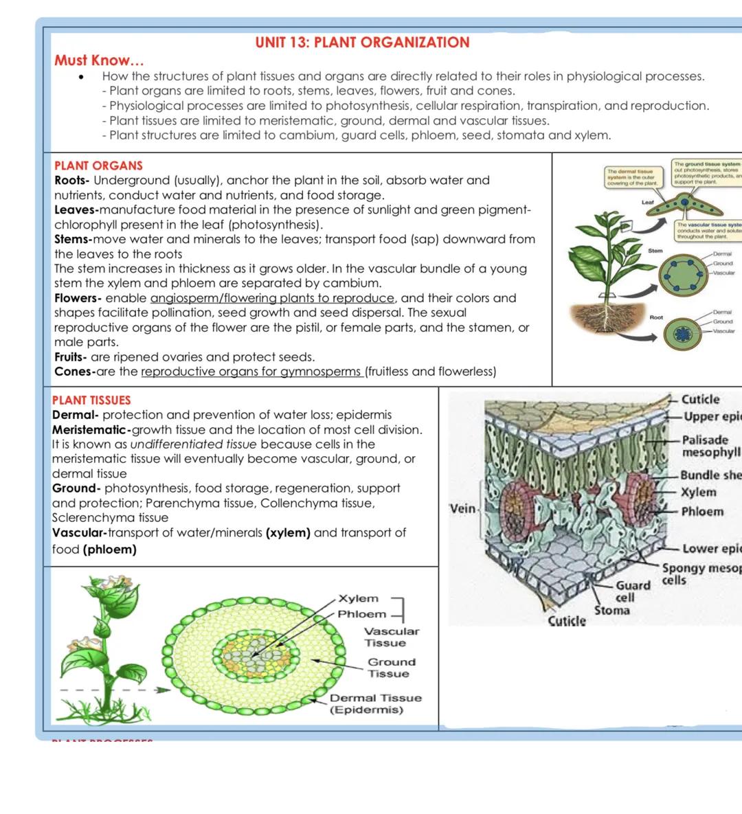 UNIT 13: PLANT ORGANIZATION
Must Know...
How the structures of plant tissues and organs are directly related to their roles in physiological