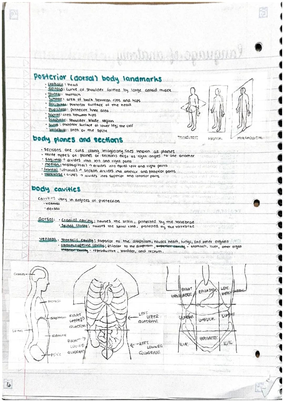 # language of anatomy
* Special termonology is used to prevent missunderstanding
used for location position direction regions structu