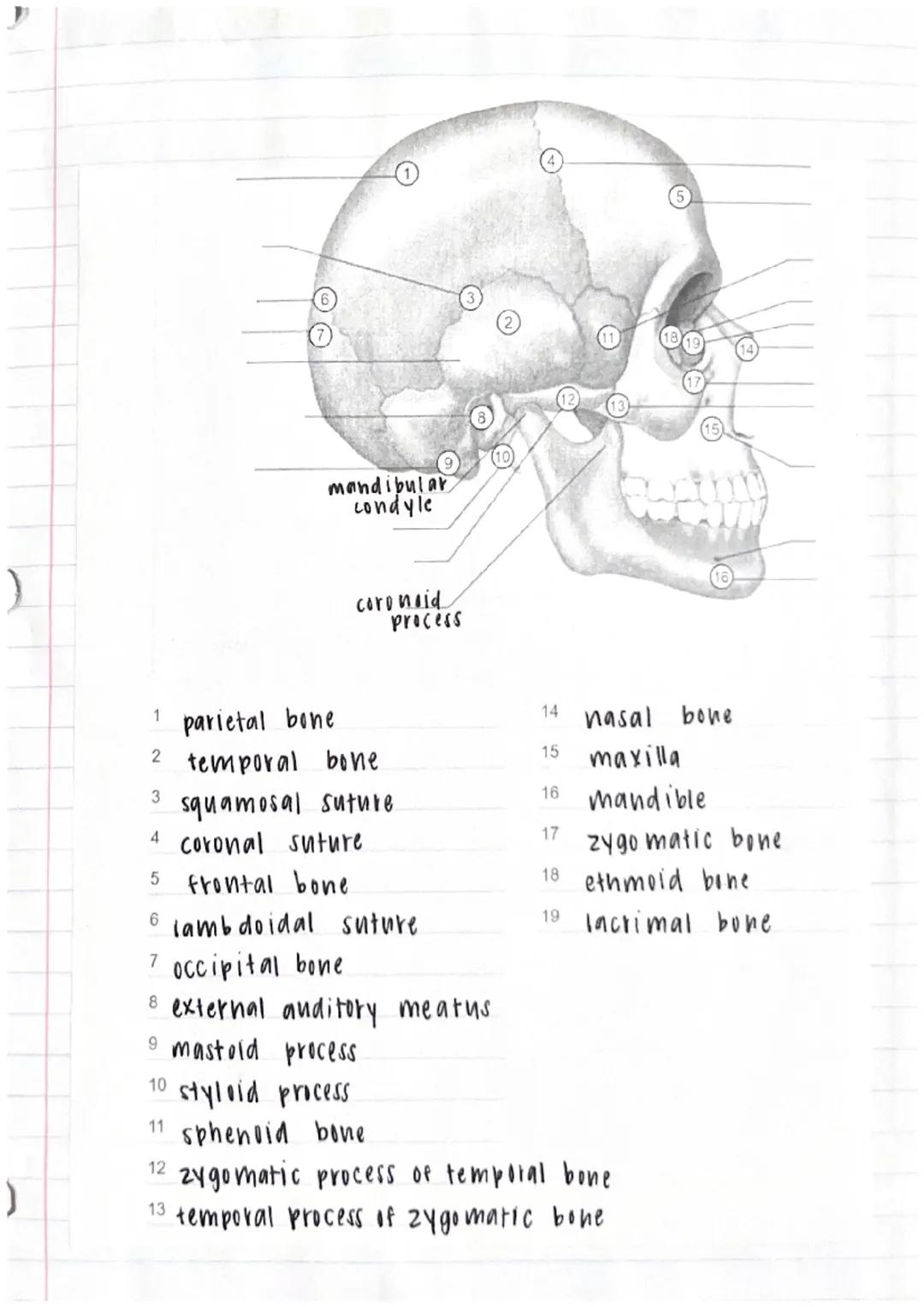 Skeletal System Study Notes