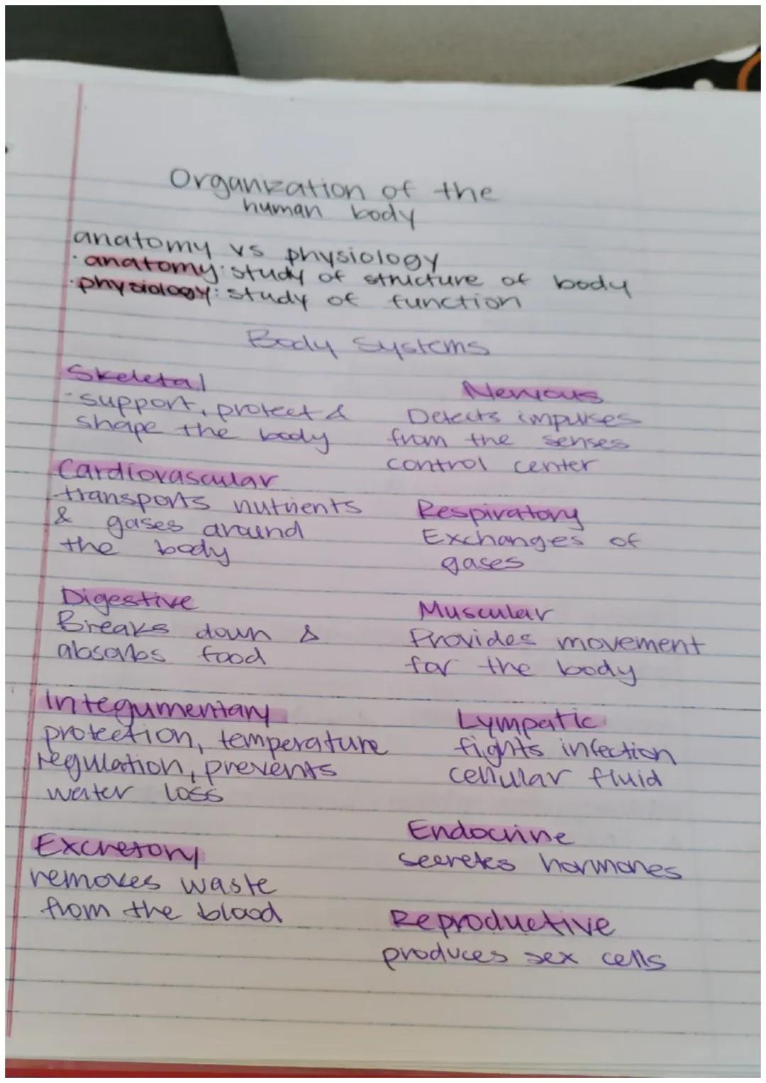 Beginner's Guide to Human Body Anatomy and Physiology
